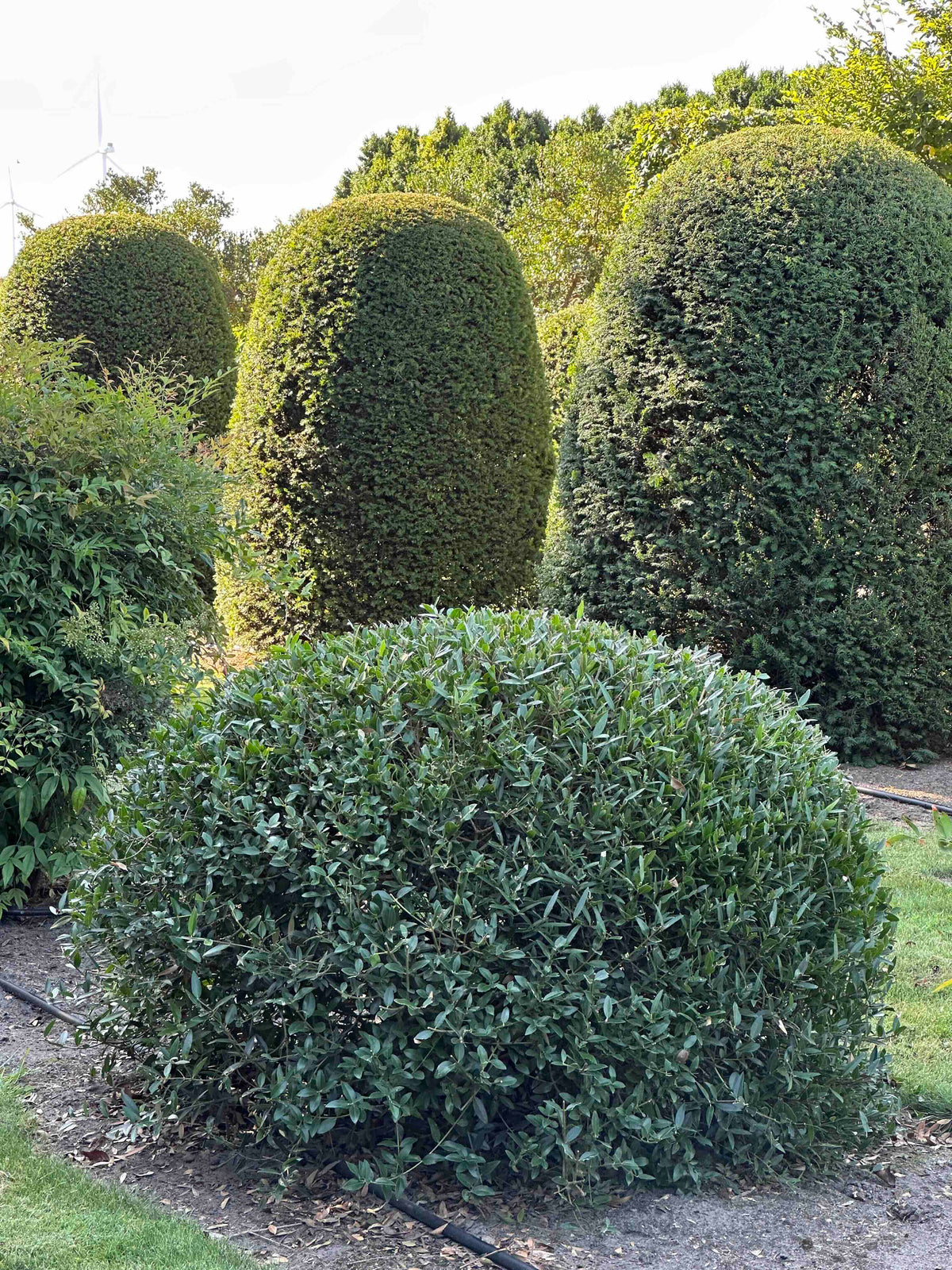 PA TOPIARY #005