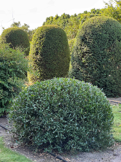 PA TOPIARY #005
