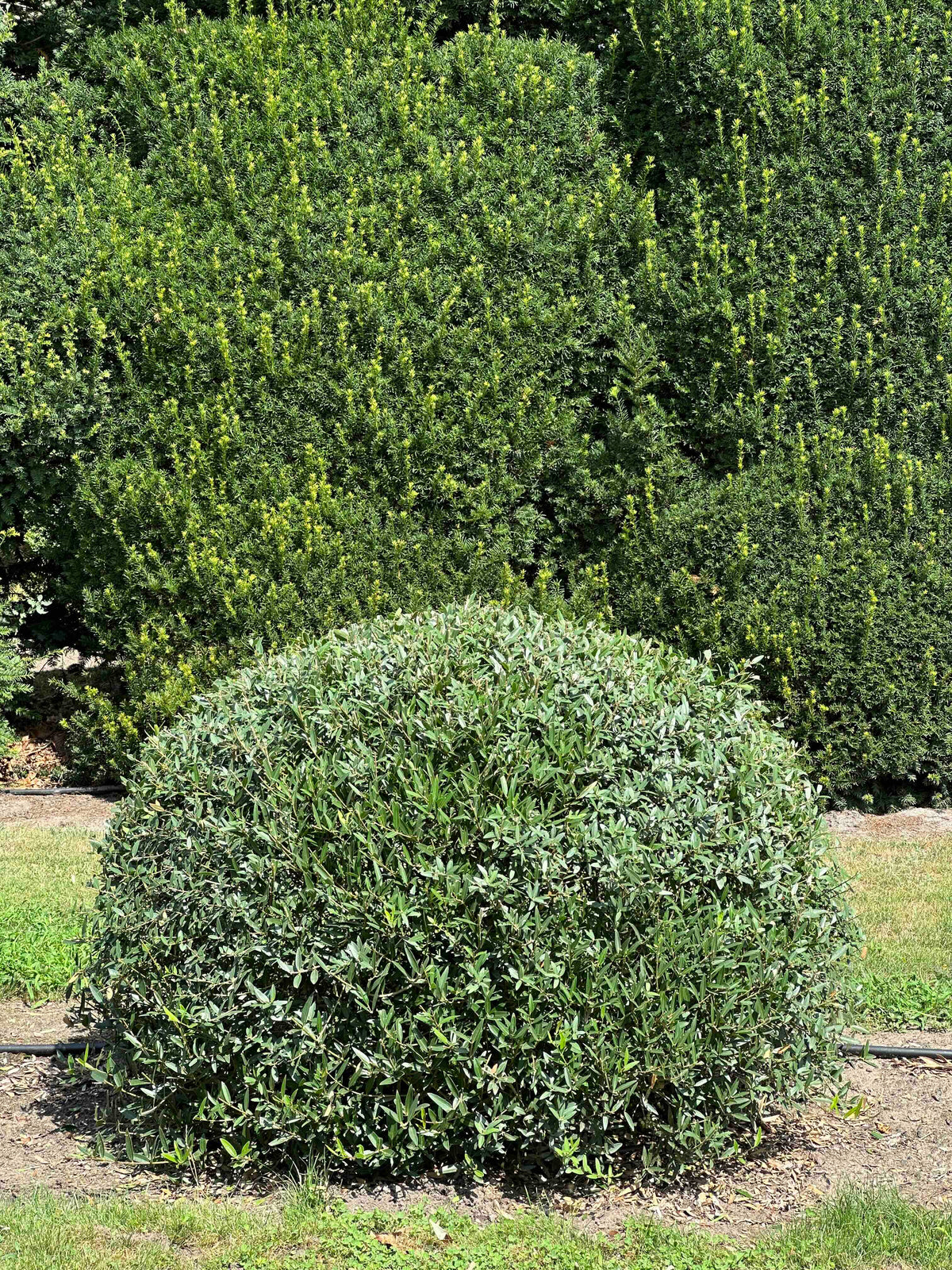 PA TOPIARY #006