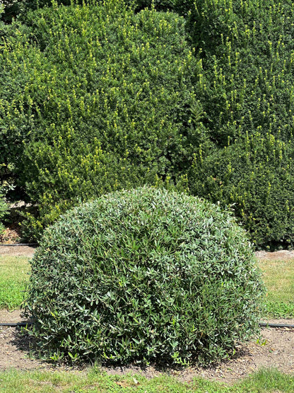 PA TOPIARY #006