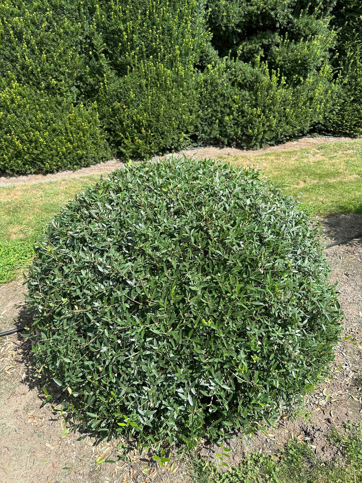 PA TOPIARY #006