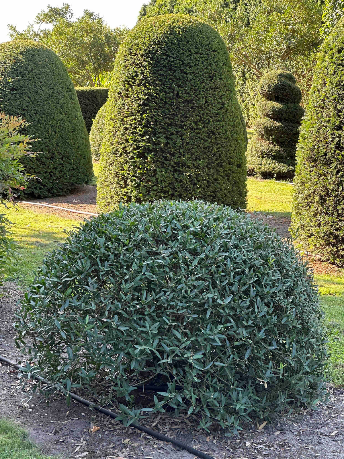 PA TOPIARY #006