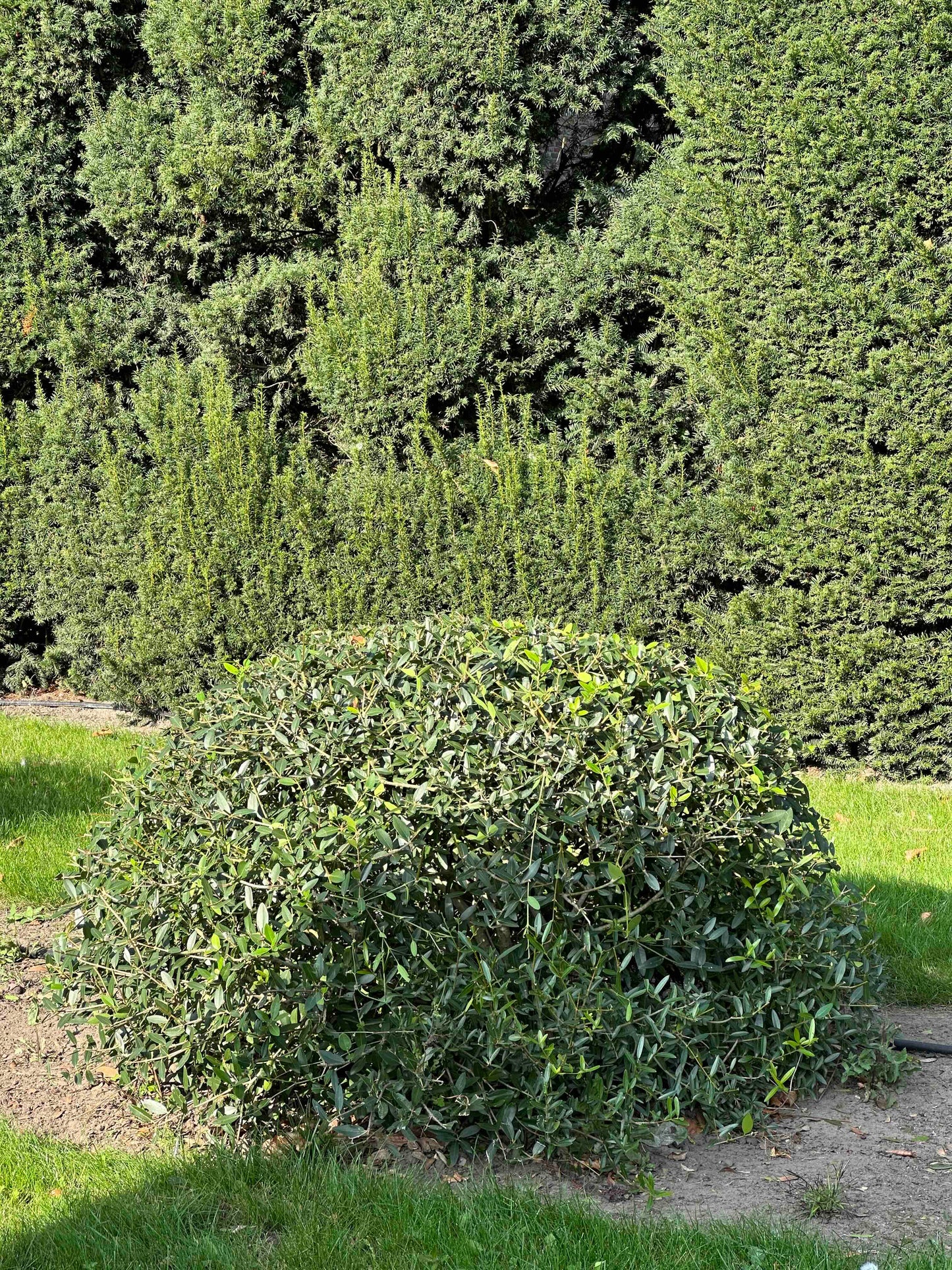 PA TOPIARY #007