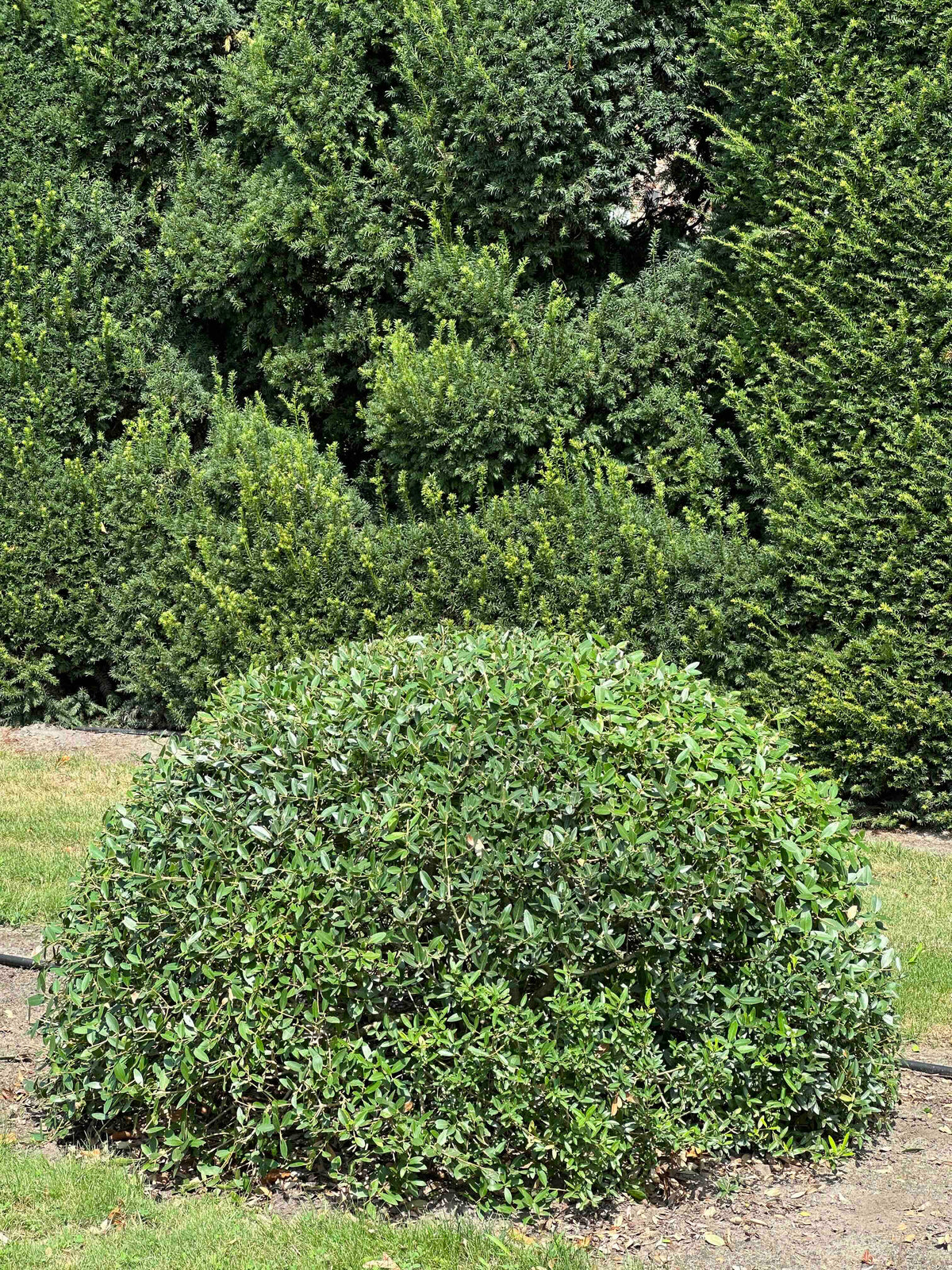 PA TOPIARY #007