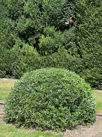 PA TOPIARY #007