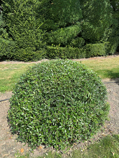 PA TOPIARY #007