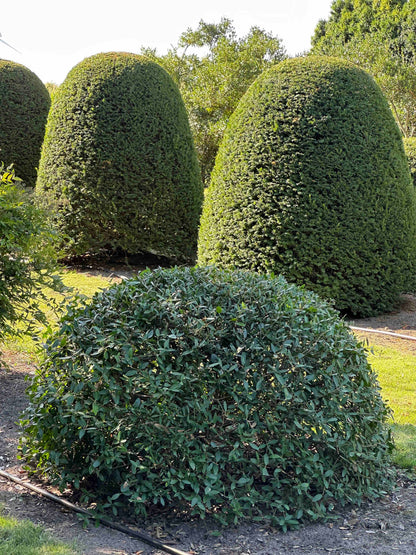 PA TOPIARY #007