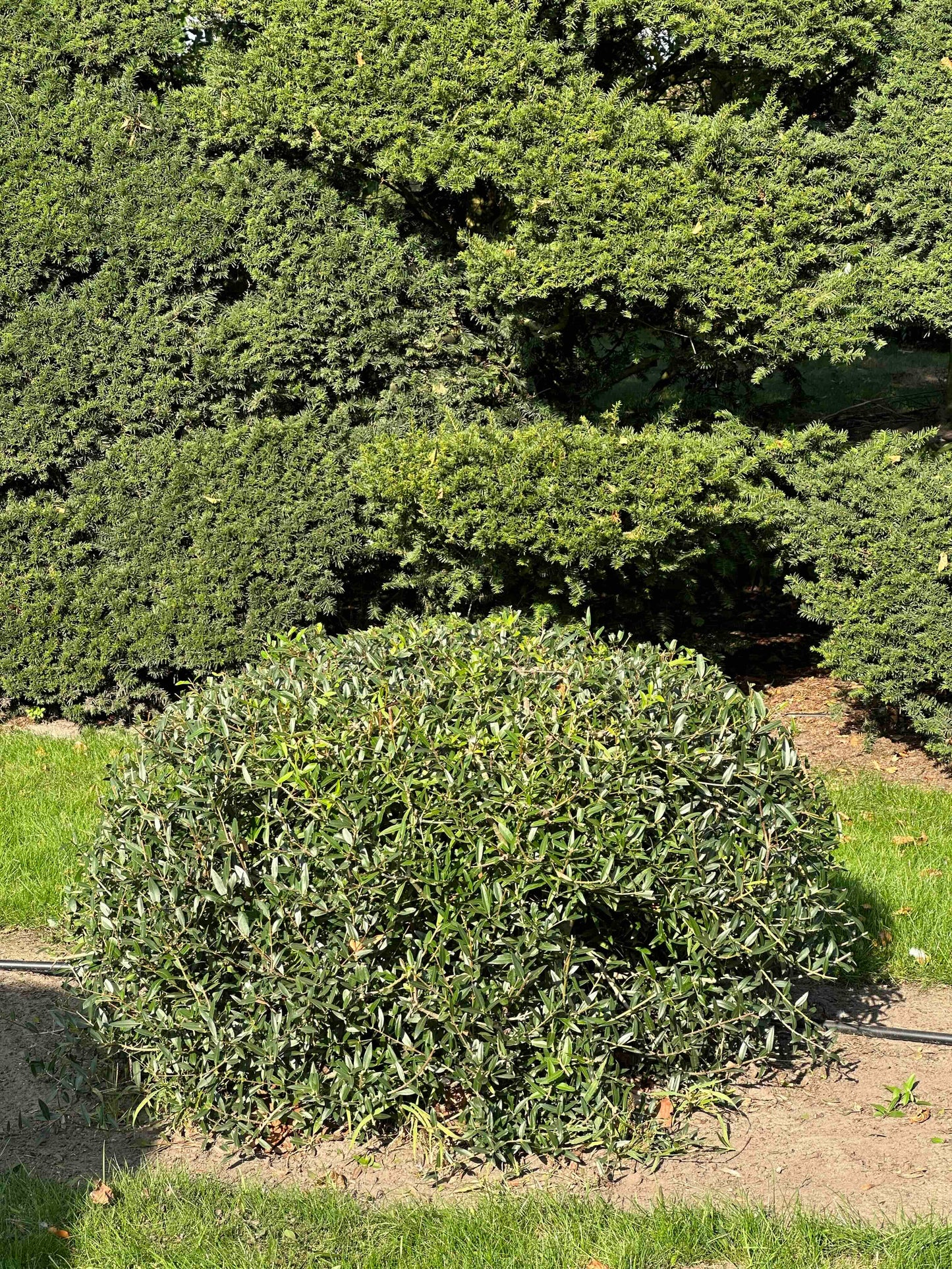 PA TOPIARY #008
