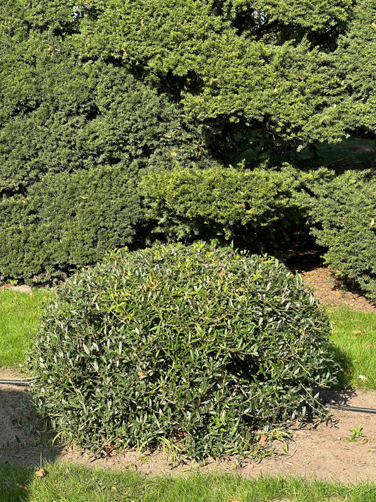 PA TOPIARY #008