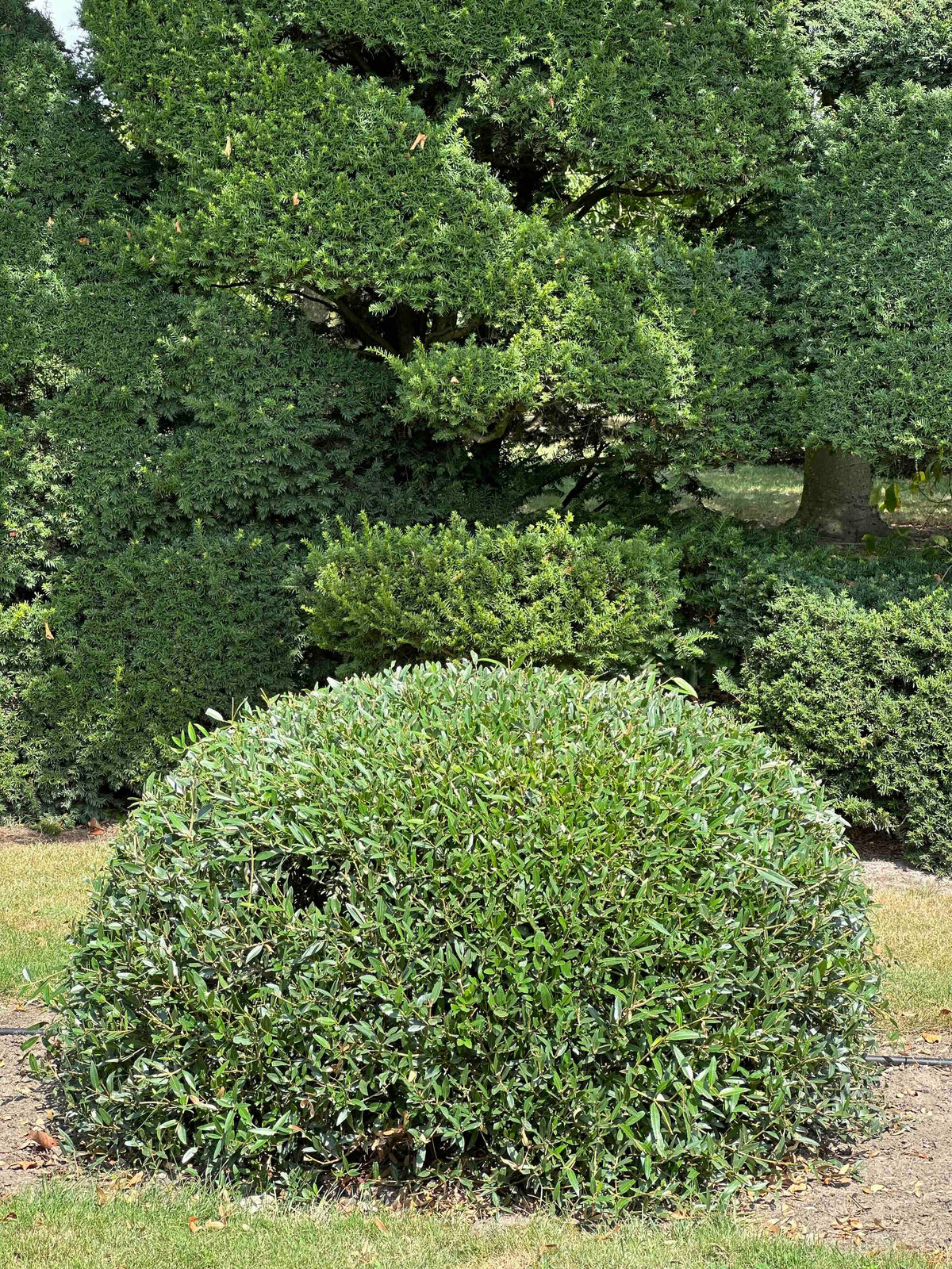 PA TOPIARY #008