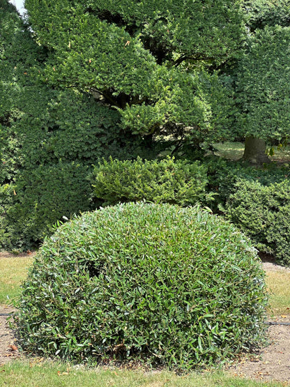 PA TOPIARY #008