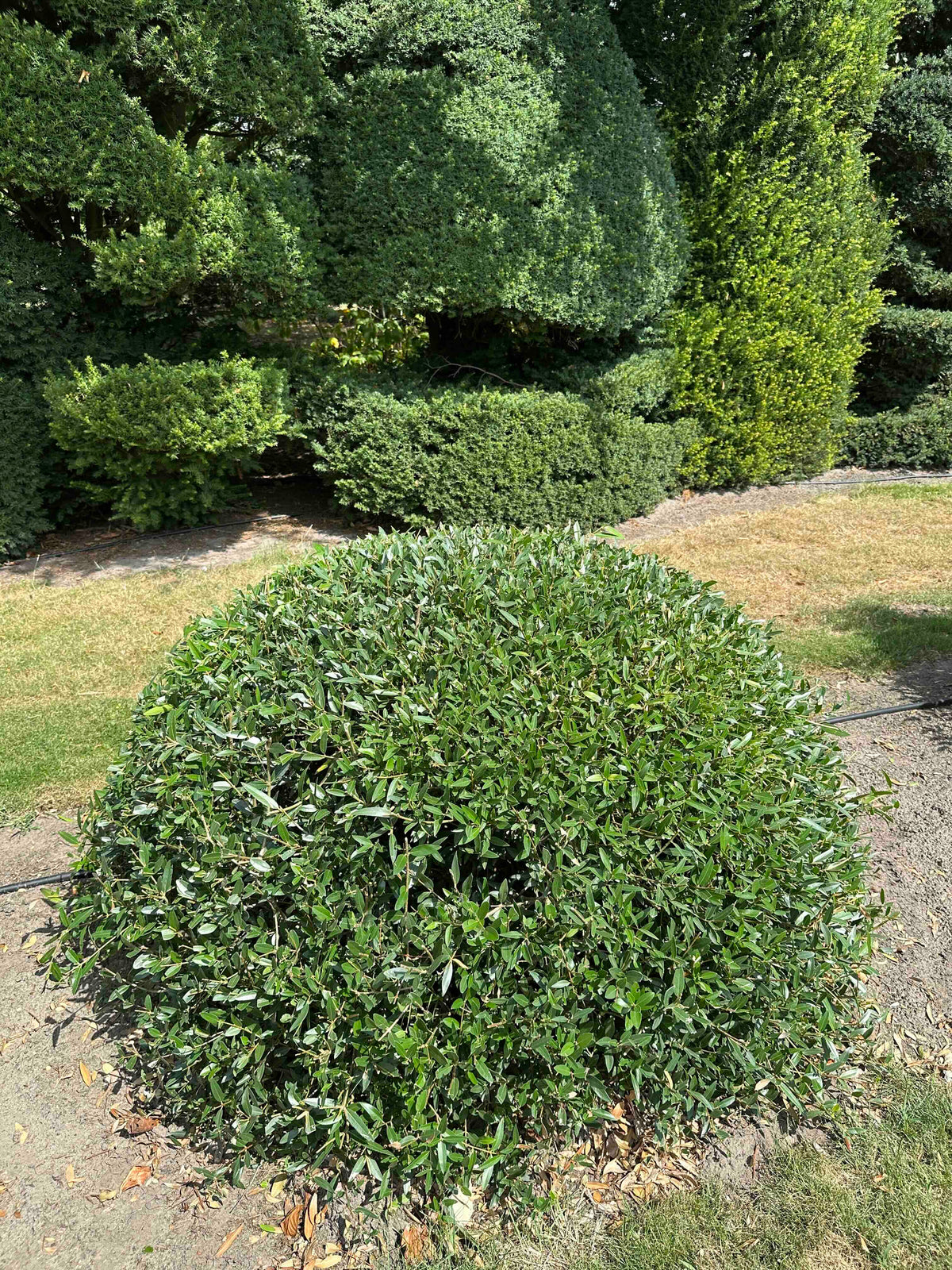 PA TOPIARY #008