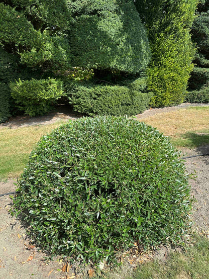 PA TOPIARY #008