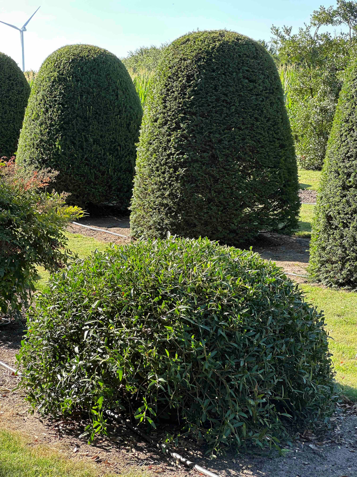 PA TOPIARY #008