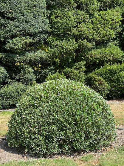 PA TOPIARY #009