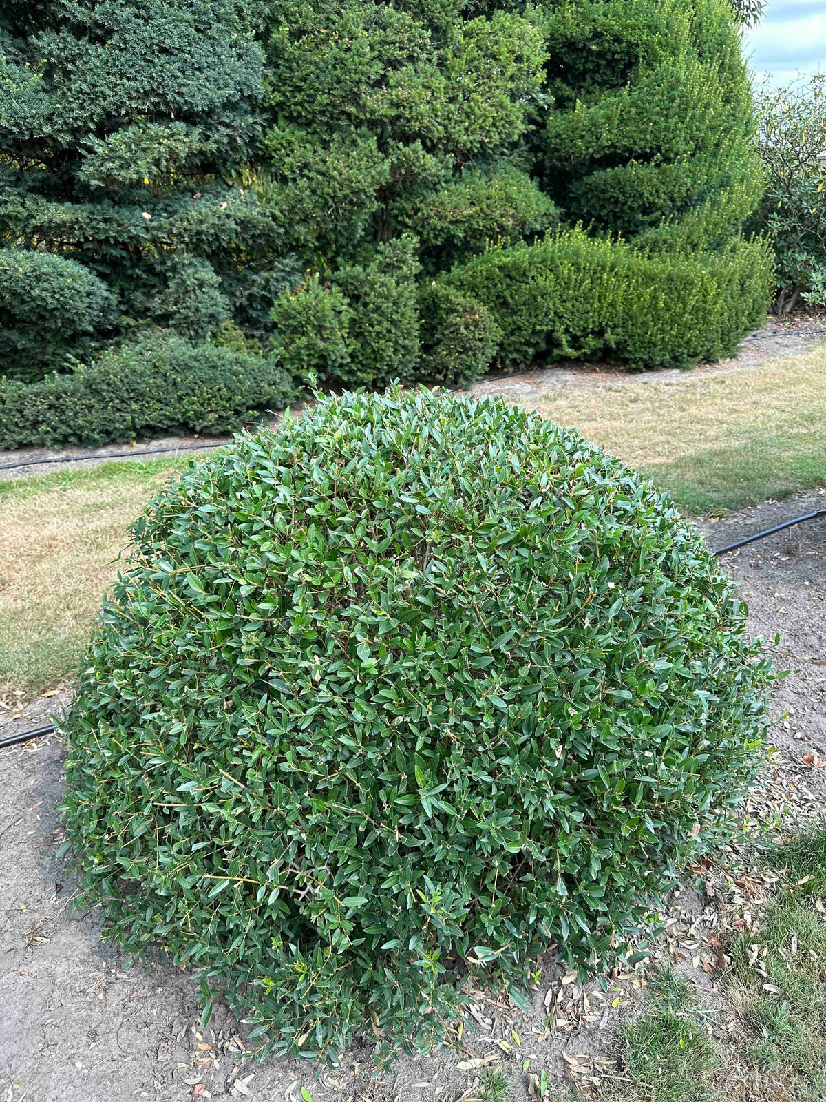 PA TOPIARY #009