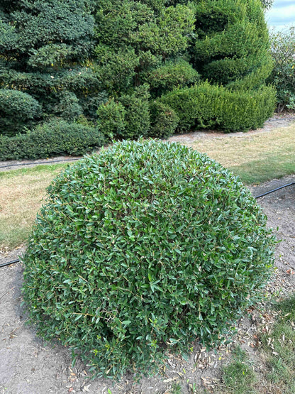 PA TOPIARY #009