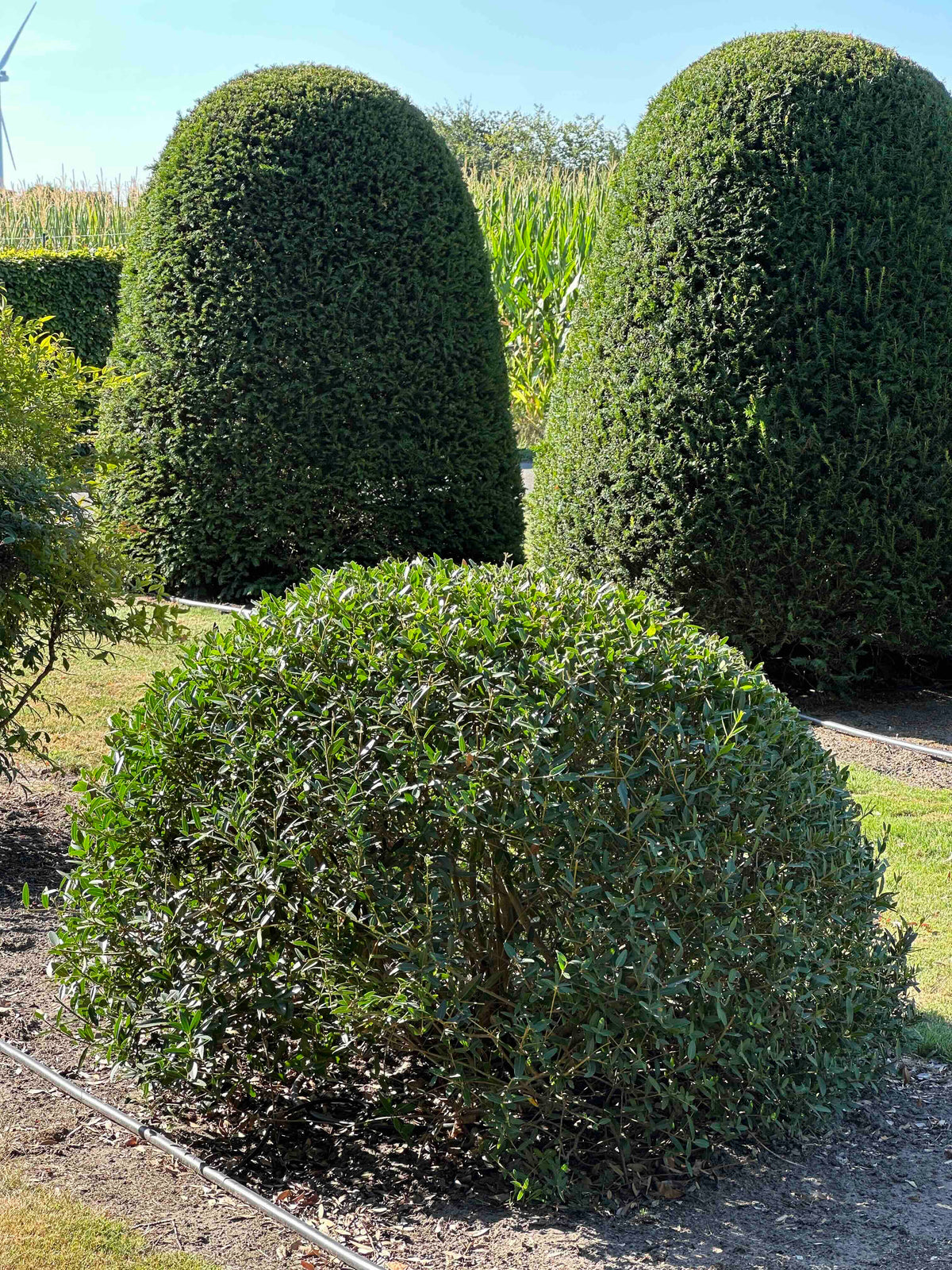 PA TOPIARY #009