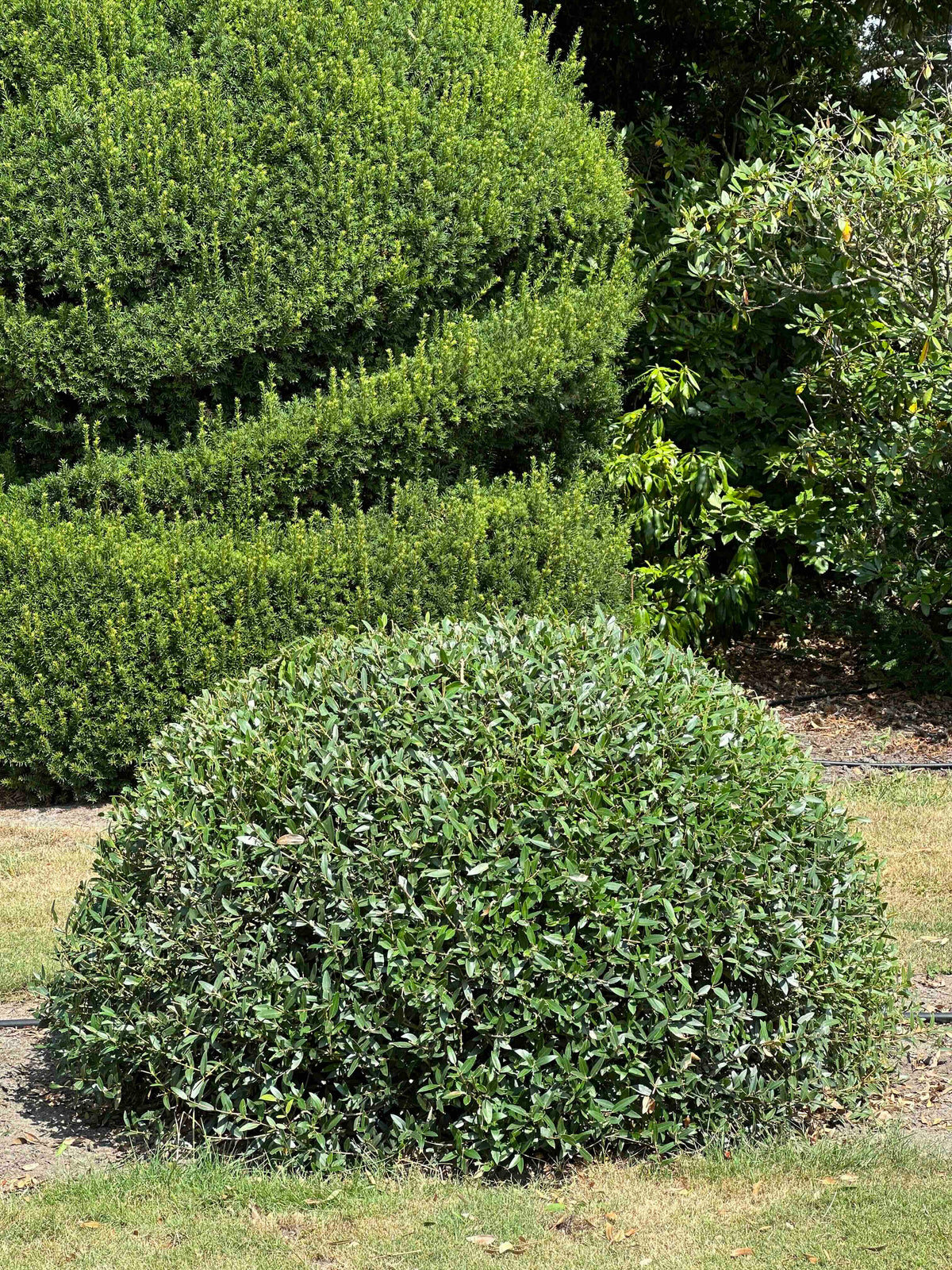PA TOPIARY #010