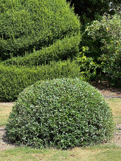 PA TOPIARY #010