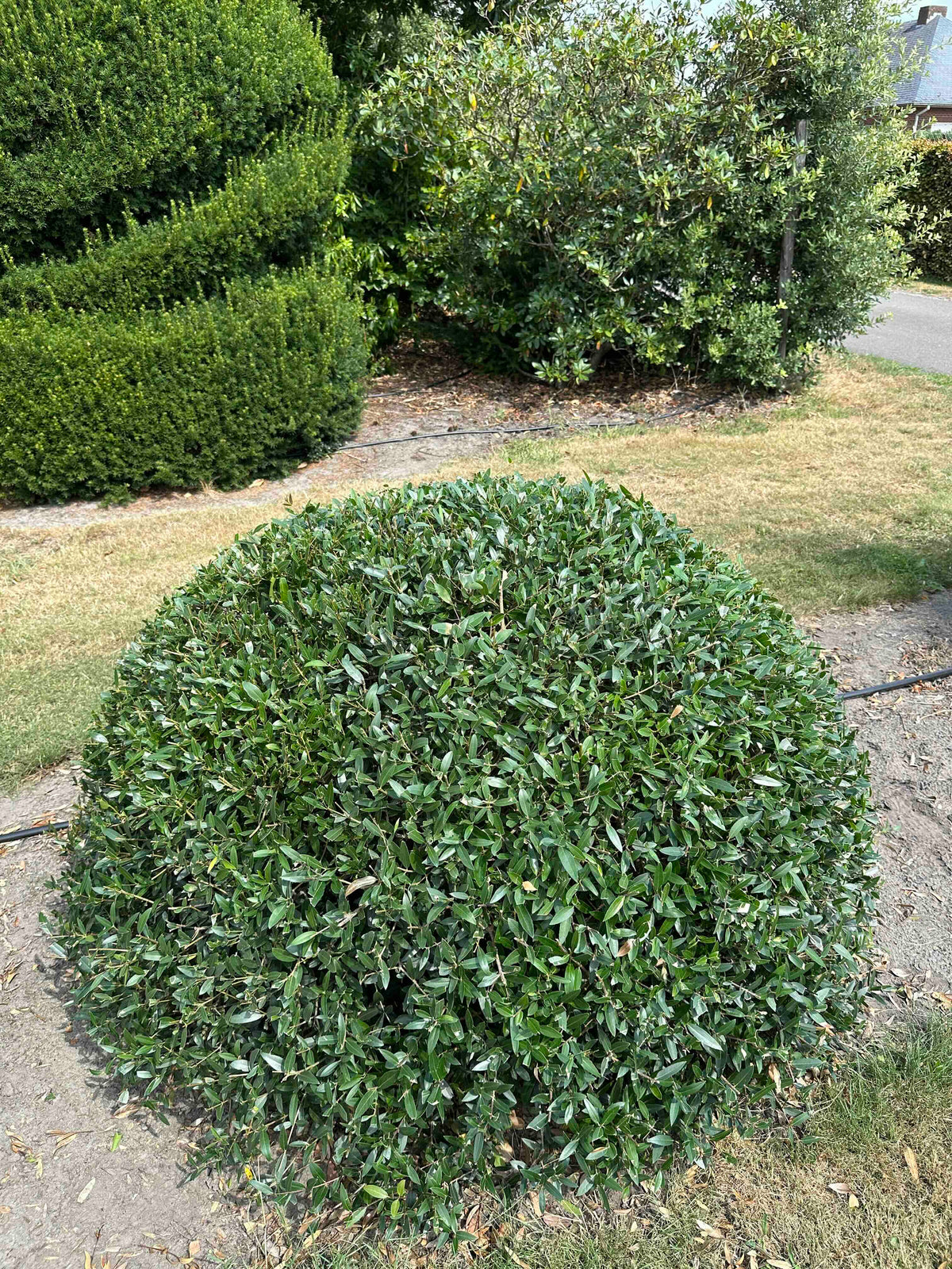 PA TOPIARY #010