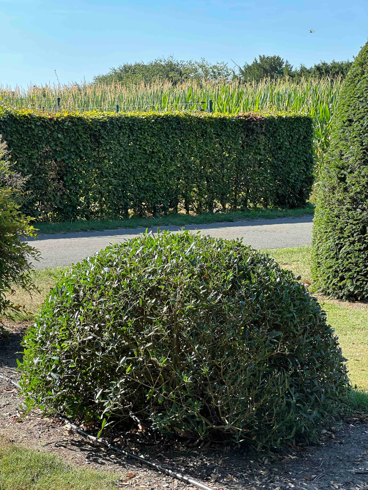 PA TOPIARY #010