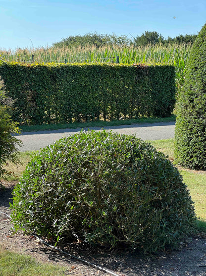 PA TOPIARY #010
