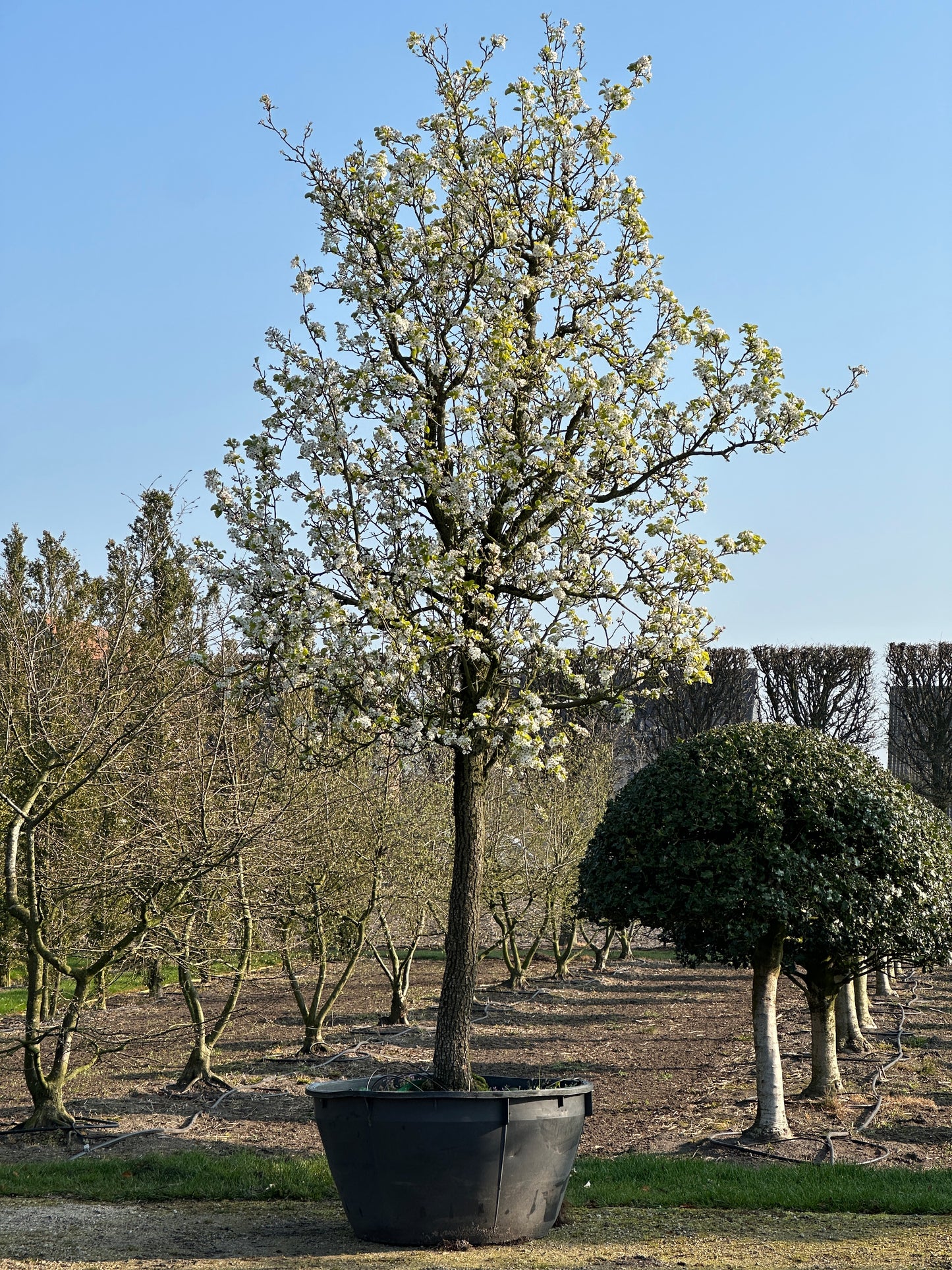 PCC TREE #001