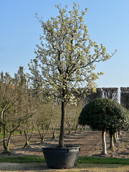 PCC TREE #001
