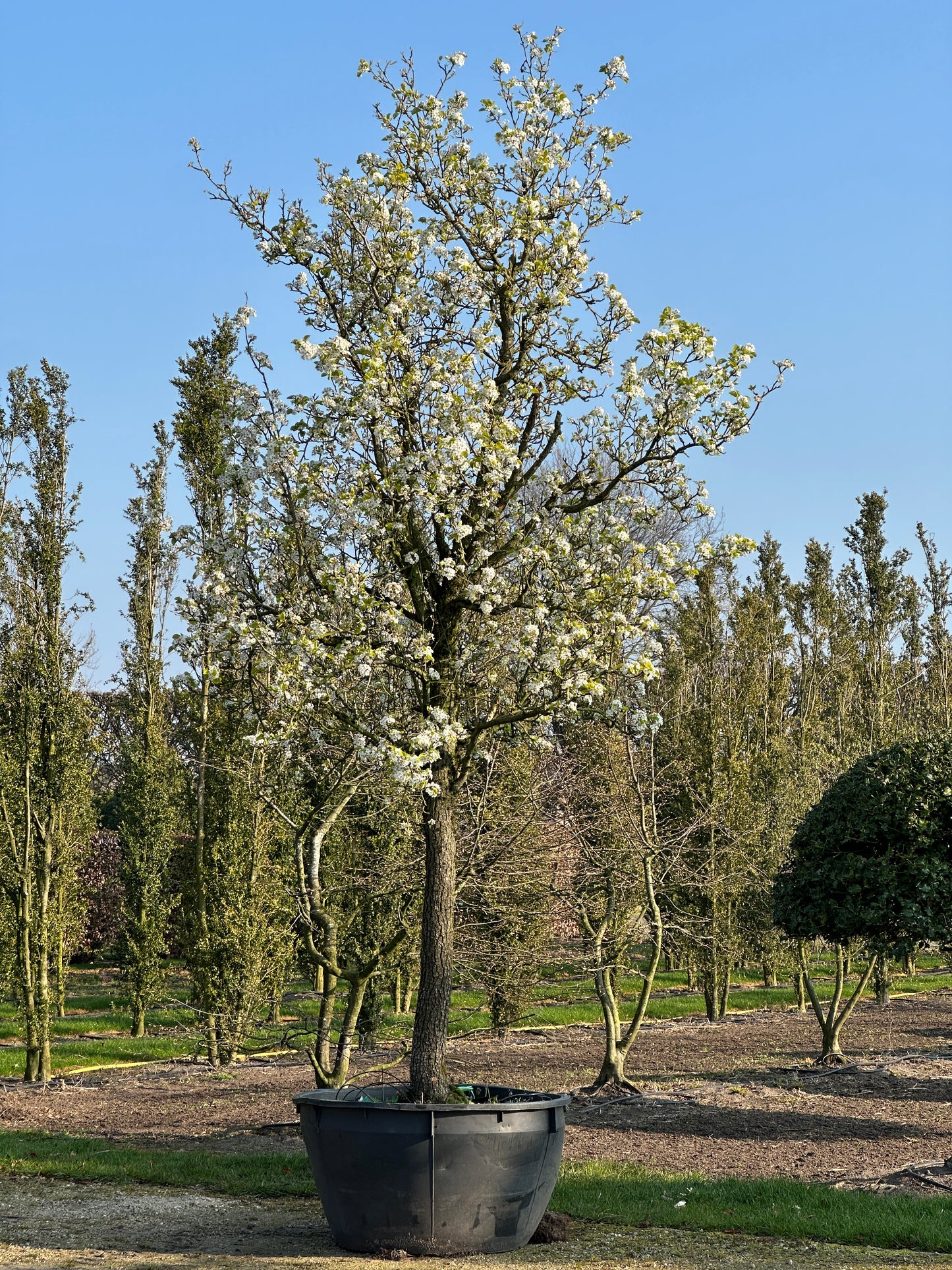 PCC TREE #001