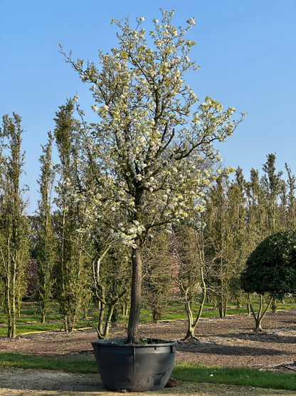 PCC TREE #001