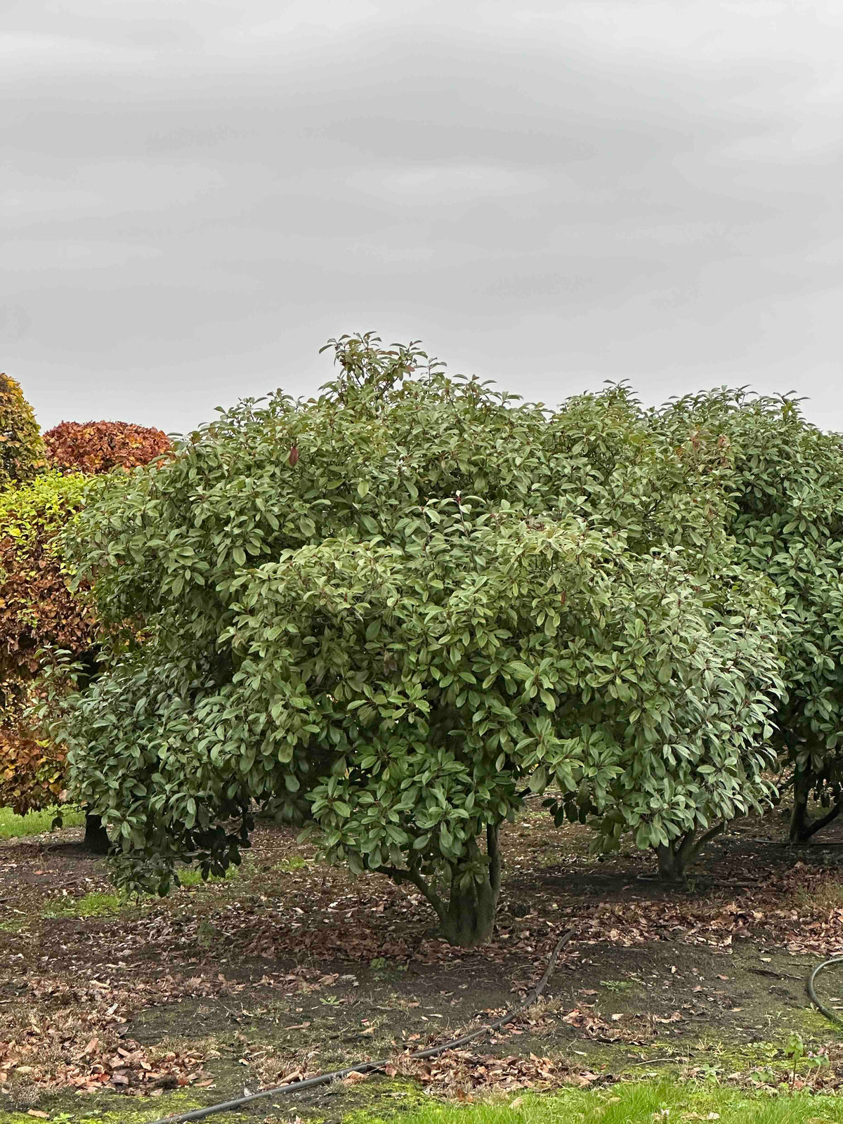 PFR TREE #011