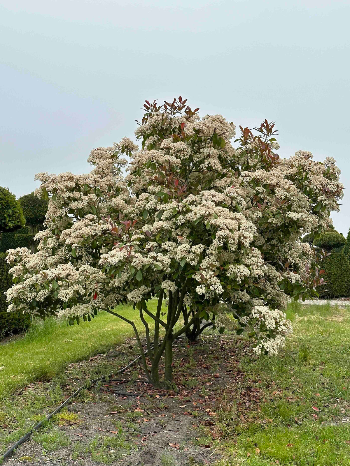 PFR TREE #001