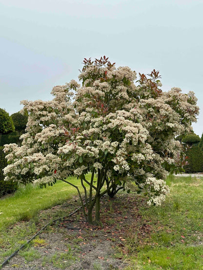 PFR TREE #004