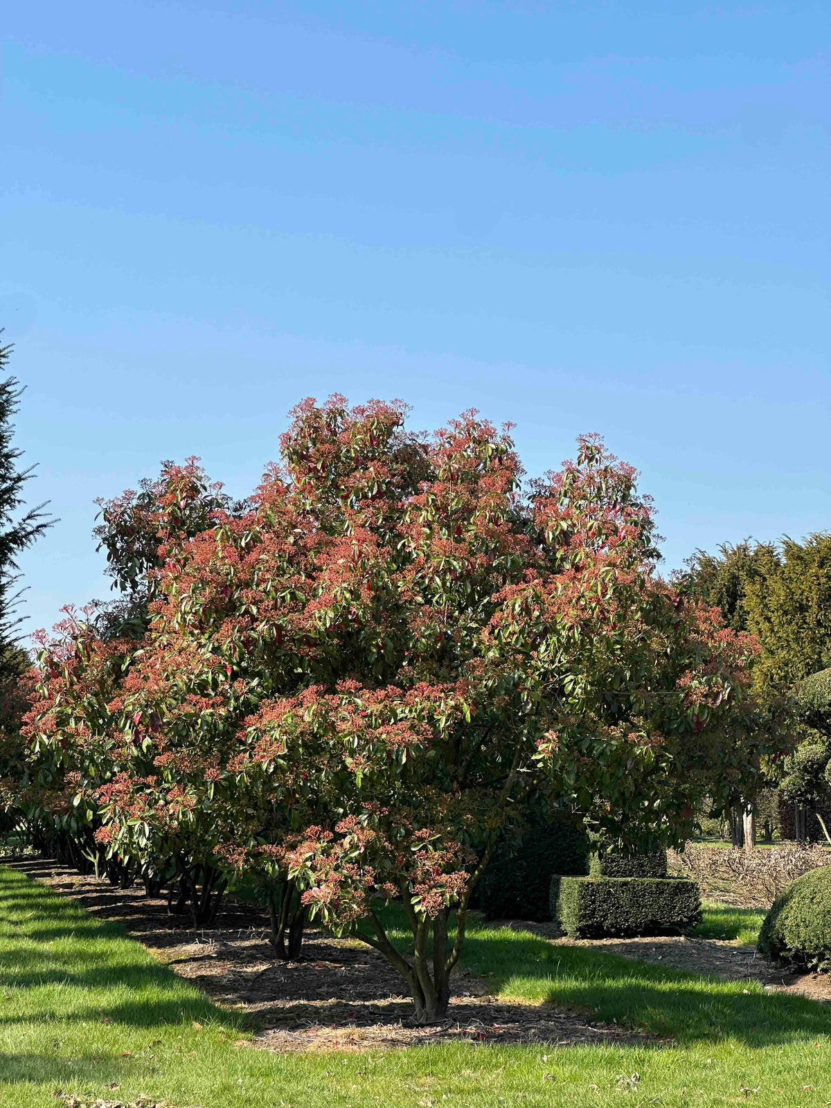 PFR TREE #028
