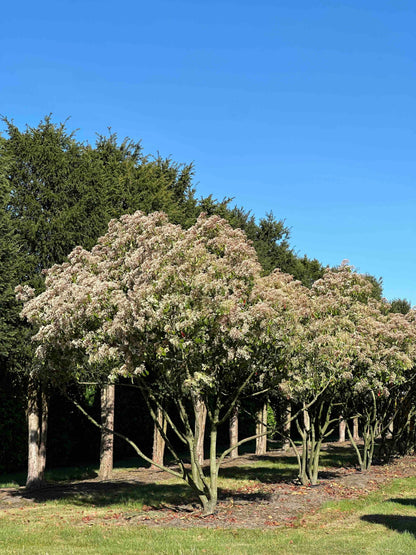 PFR TREE #028