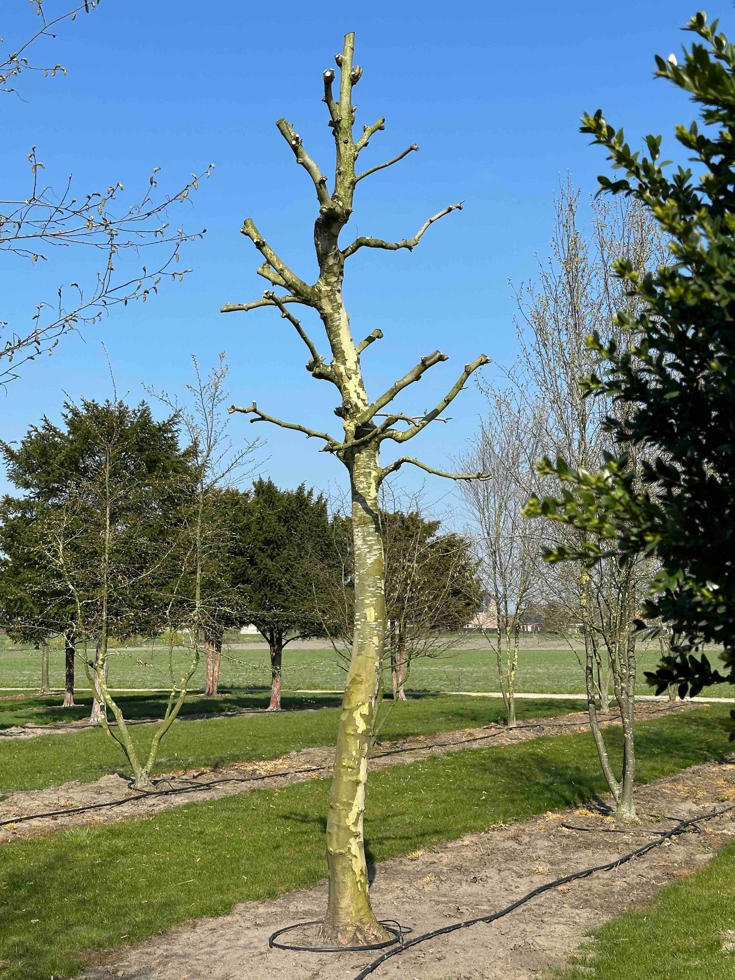 PLA TREE #001