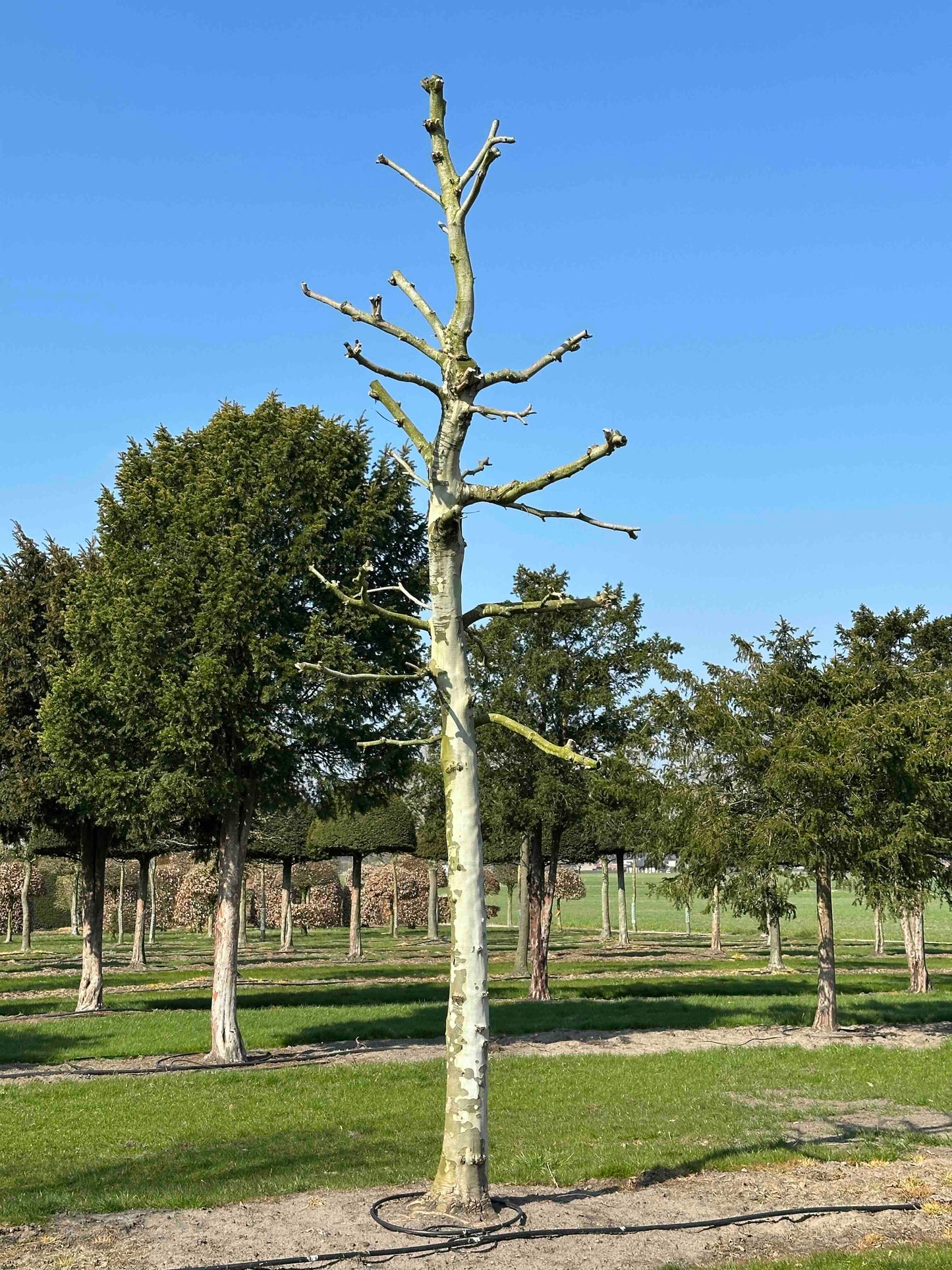 PLA TREE #002