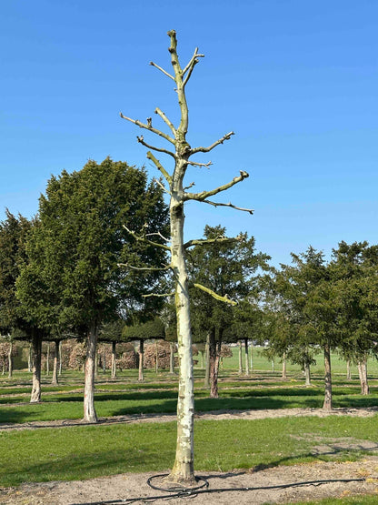 PLA TREE #002