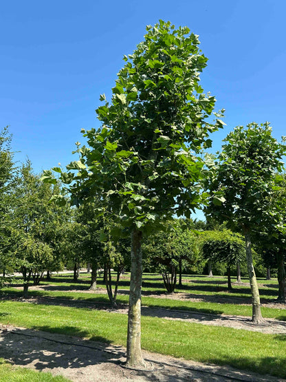 PLA TREE #002
