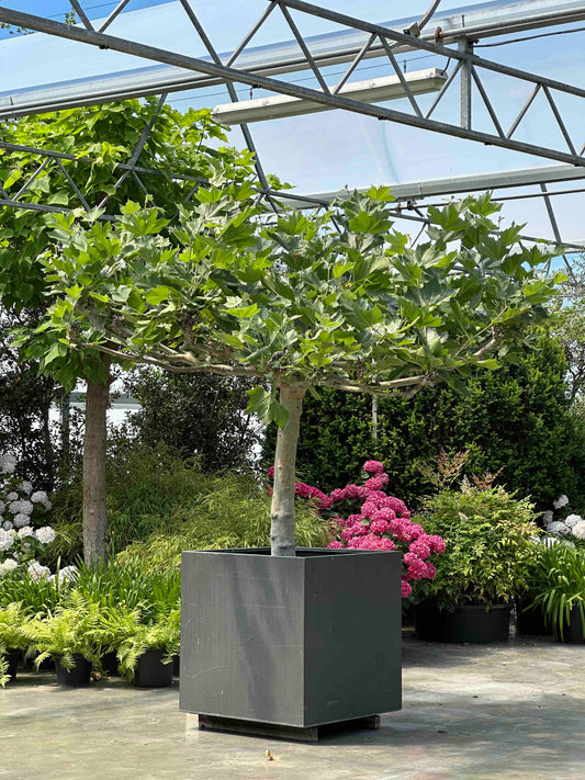 PLA TREE #003