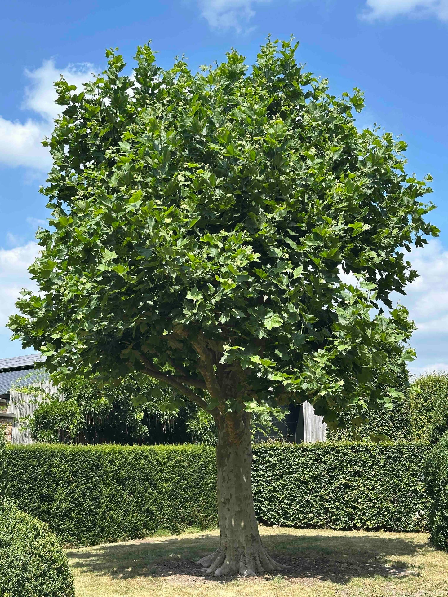 PLA TREE #004