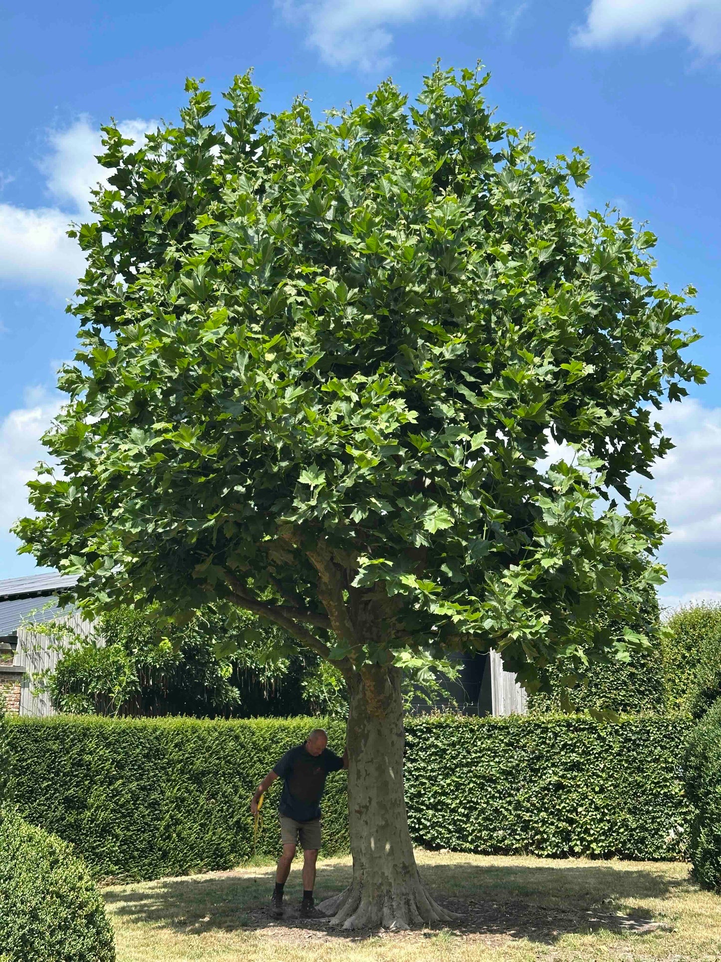 PLA TREE #004