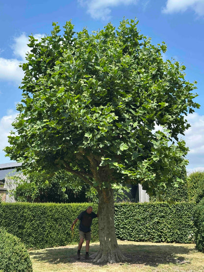 PLA TREE #004