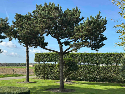 PU TREE #001