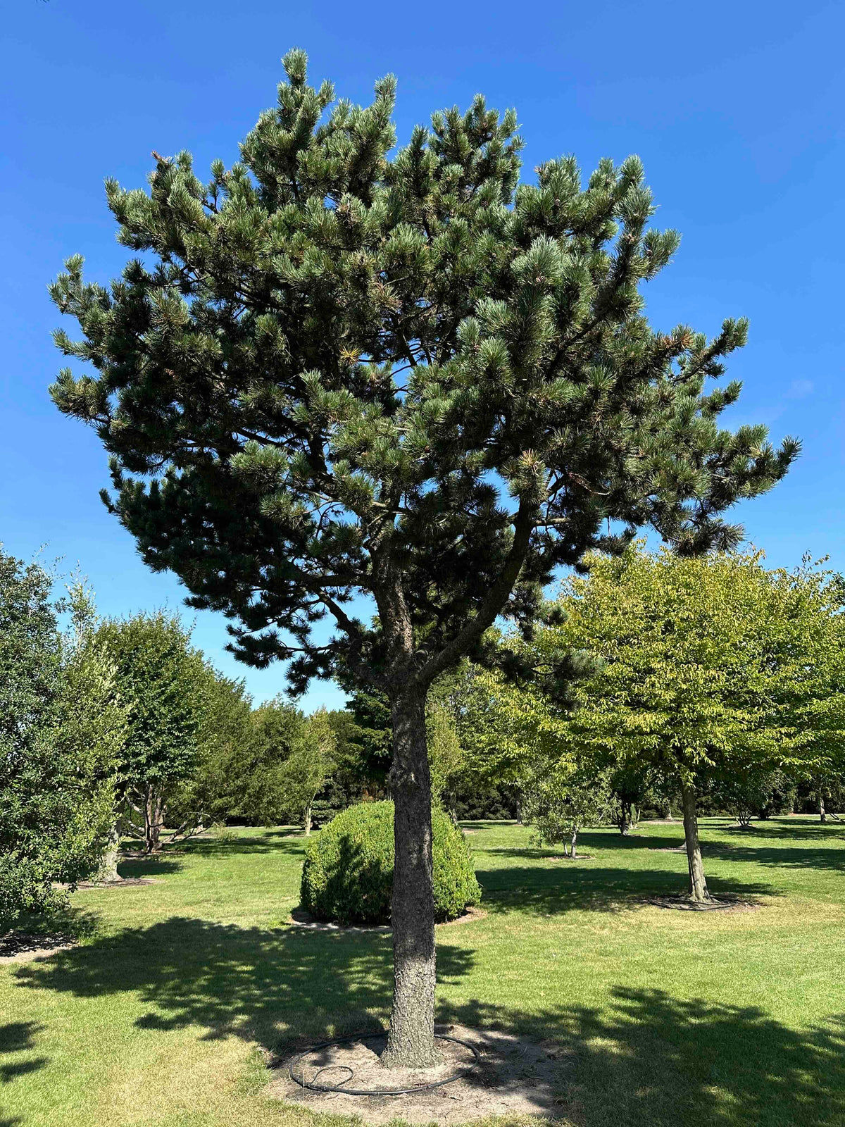 PU TREE #001