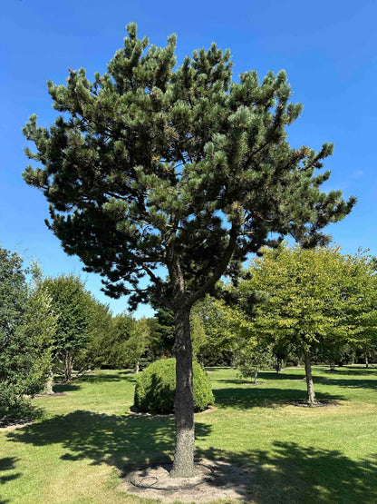 PU TREE #001