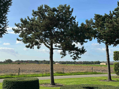 PU TREE #002