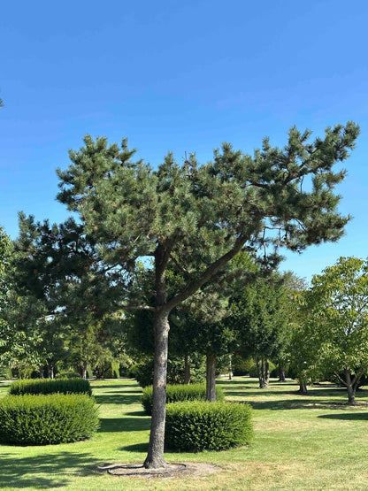 PU TREE #002