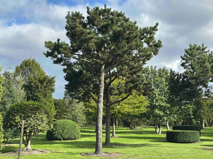 PU TREE #003